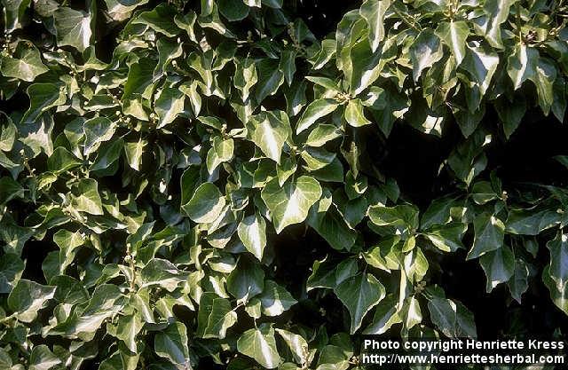 Photo: Hedera helix.