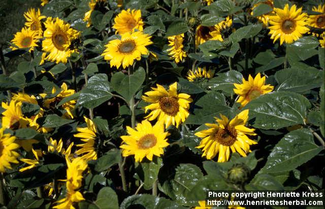 Photo: Helianthus annuus 11.