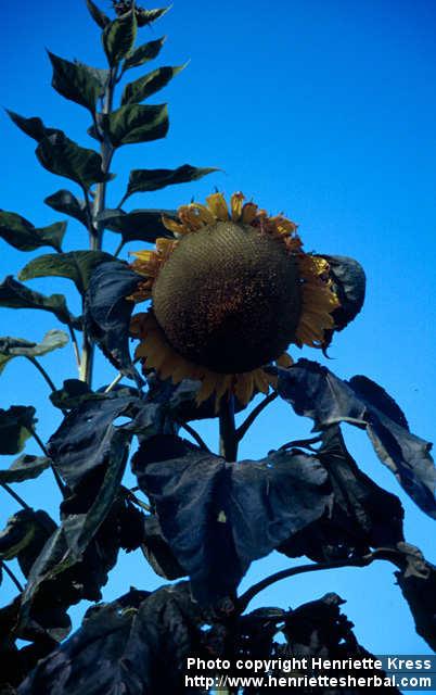 Photo: Helianthus annuus 14.