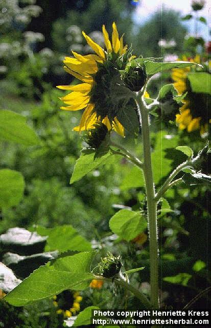 Photo: Helianthus annuus 4.