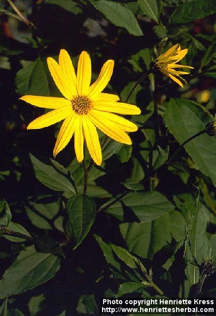 Photo: Helianthus tuberosus 1.