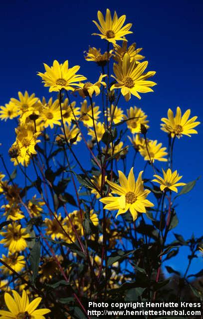 Photo: Helianthus tuberosus 6.