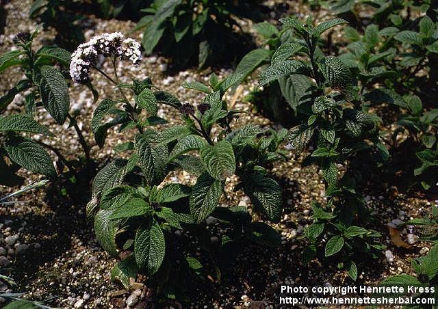 Photo: Heliotropium arborescens.