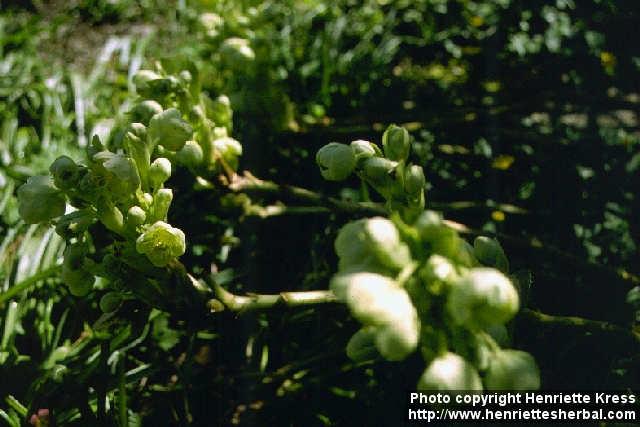 Photo: Helleborus lividus.