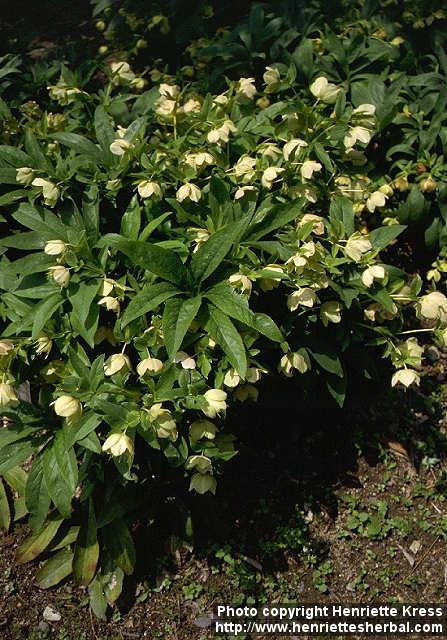 Photo: Helleborus orientalis 1.