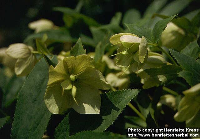 Photo: Helleborus orientalis 2.