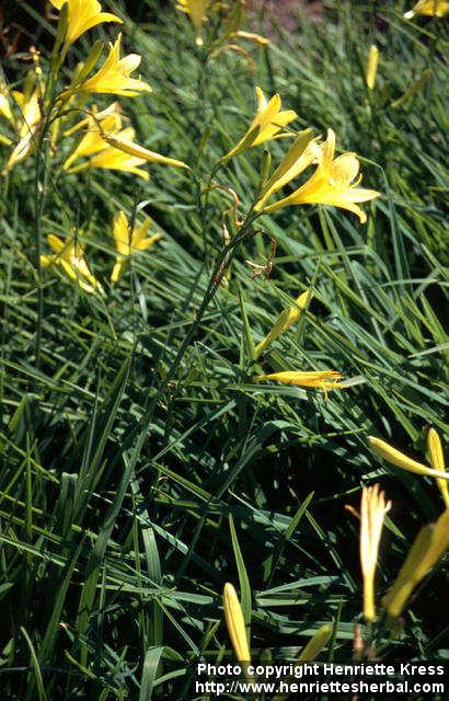 Photo: Hemerocallis lilioasphodelus 1.