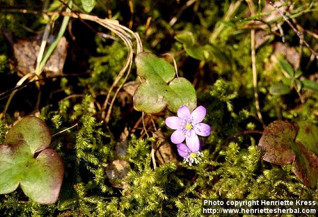 Photo: Hepatica nobilis 6.