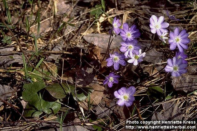 Photo: Hepatica nobilis 00.