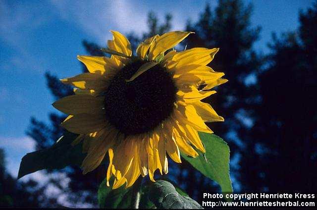 Photo: Helianthus annuus.