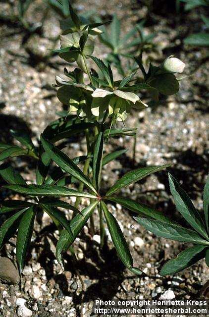 Photo: Helleborus viridis.