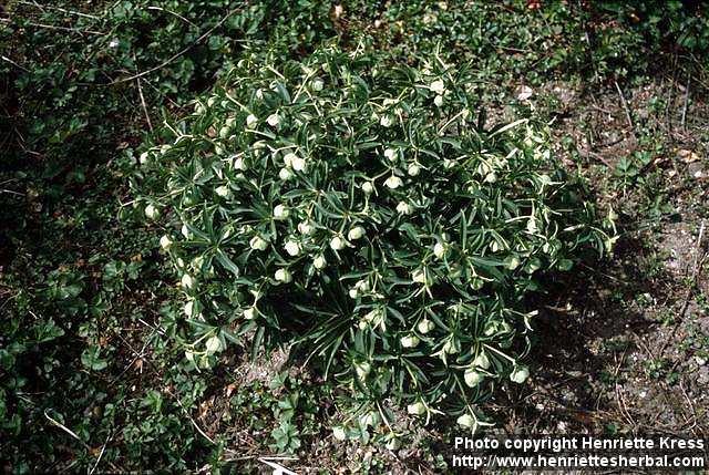 Photo: Helleborus.