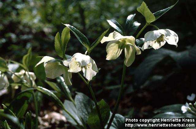 Photo: Helleborus orientalis.