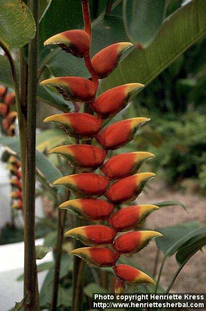 Photo: Heliconia.