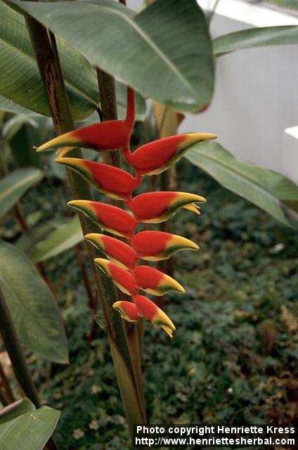 Photo: Heliconia 2.