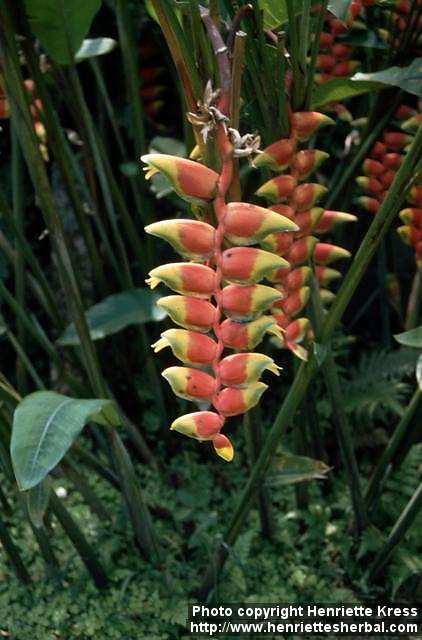 Photo: Heliconia 6.