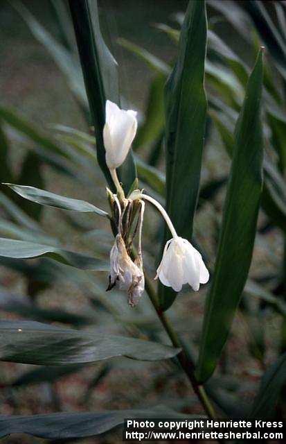 Photo: Hedychium coronarium.