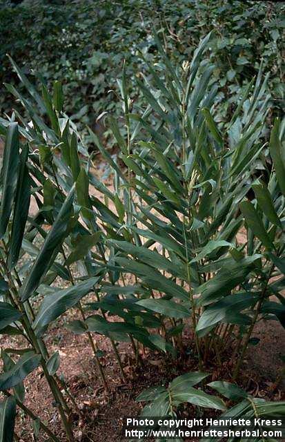 Photo: Hedychium coronarium 1.