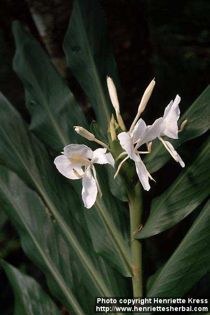 Photo: Hedychium coronarium 2.