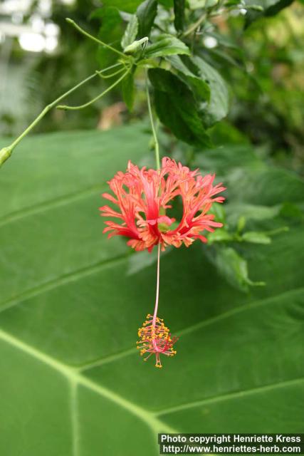 Photo: Hibiscus schizopetalus 4.