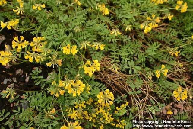 Photo: Hippocrepis comosa.