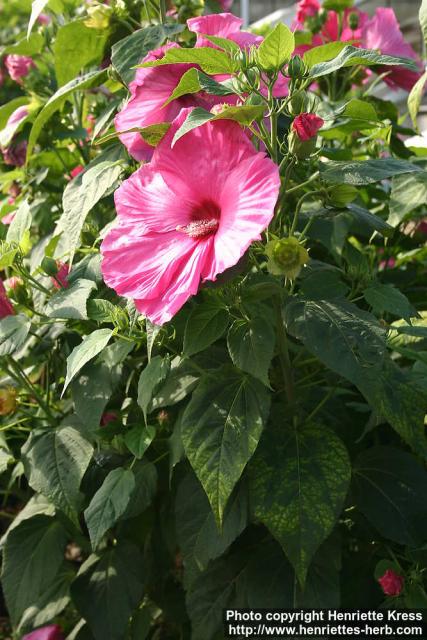 Photo: Hibiscus moscheutos.