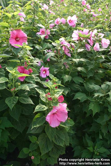 Photo: Hibiscus moscheutos 1.