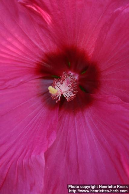 Photo: Hibiscus moscheutos 2.