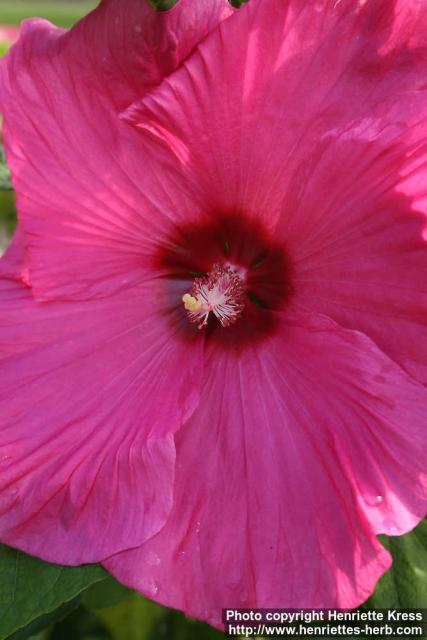 Photo: Hibiscus moscheutos 3.