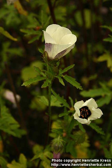 Photo: Hibiscus trionum 3.