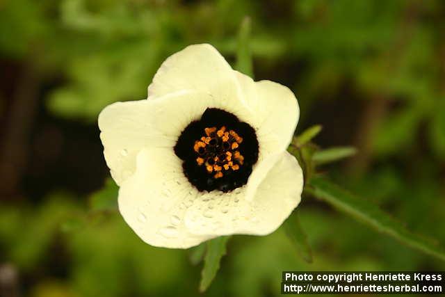 Photo: Hibiscus trionum 4.