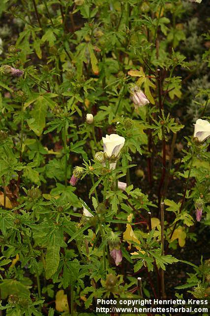 Photo: Hibiscus trionum 6.