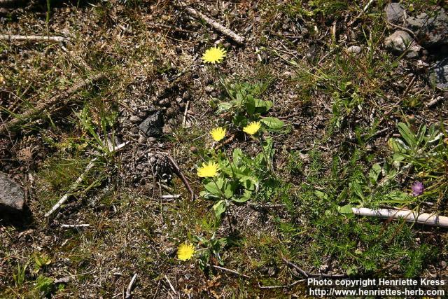 Photo: Hieracium pilosella 3.