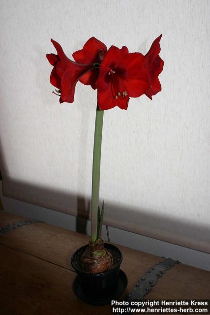 Photo: Hippeastrum 0.