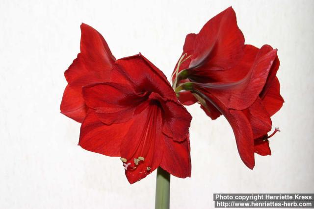 Photo: Hippeastrum 1.