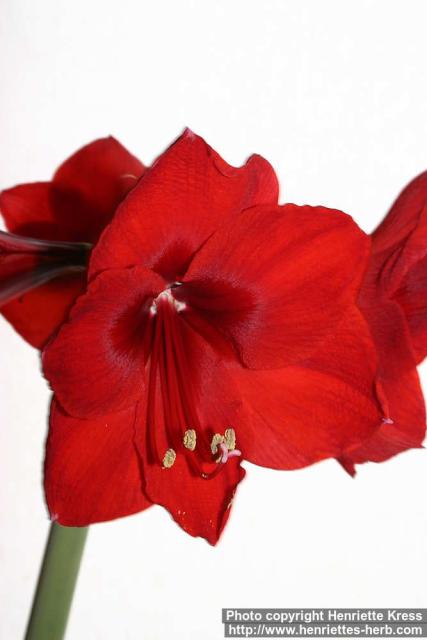 Photo: Hippeastrum 2.