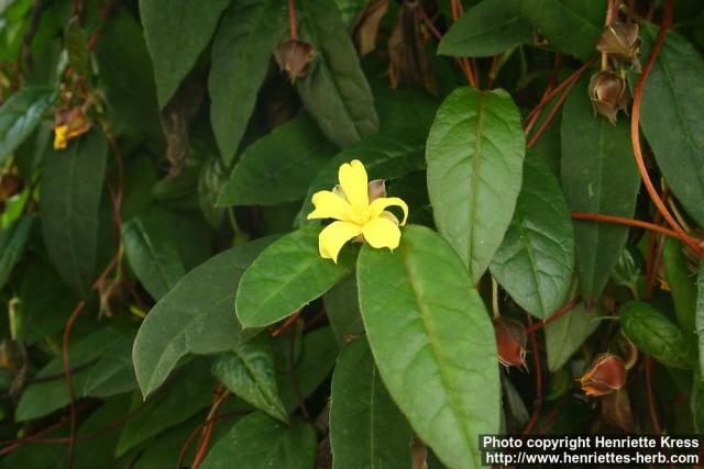 Photo: Hibbertia dentata 0.