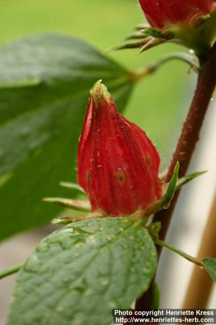 Photo: Hibiscus sabdariffa 2.