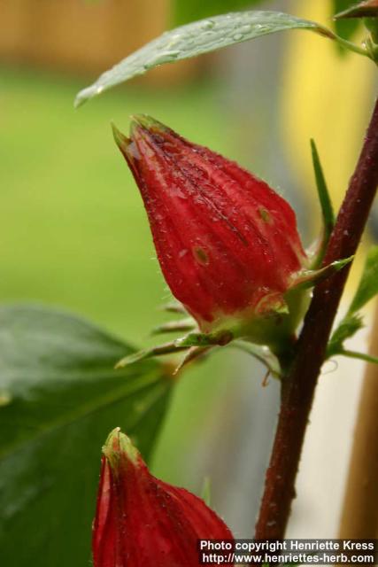 Photo: Hibiscus sabdariffa 3.