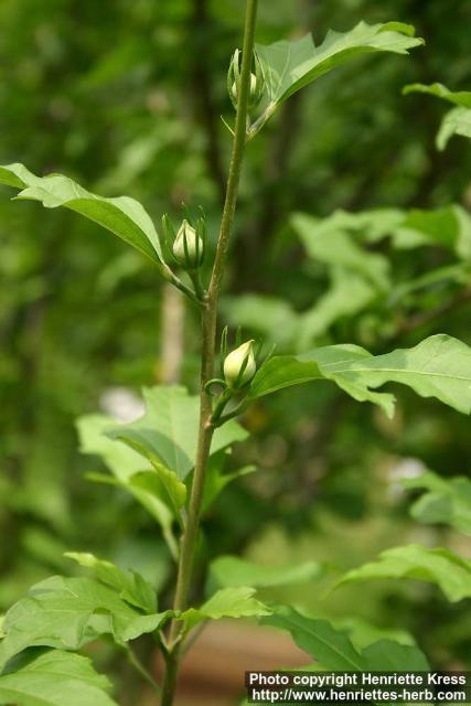 Photo: Hibiscus syriacus 4.