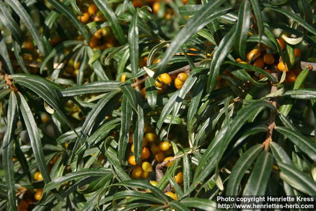 Photo: Hippophae rhamnoides 12.