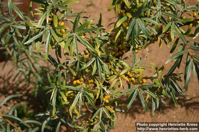 Photo: Hippophae rhamnoides 13.