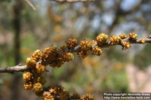 Photo: Hippophae rhamnoides 14.