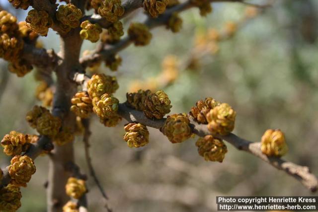 Photo: Hippophae rhamnoides 15.