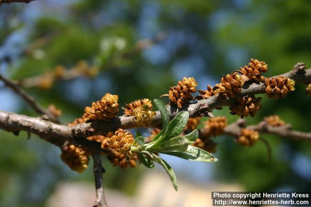 Photo: Hippophae rhamnoides 16.