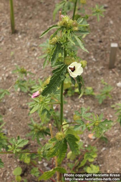 Photo: Hibiscus trionum 07.