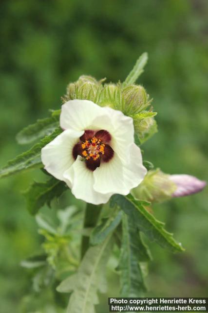 Photo: Hibiscus trionum 10.