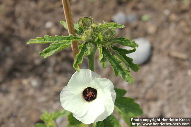 Photo: Hibiscus trionum 12.