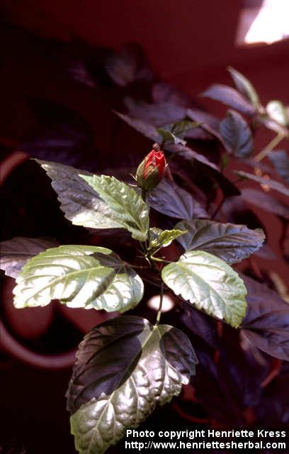 Photo: Hibiscus rosa sinensis.