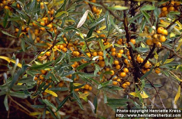 Photo: Hippophae rhamnoides 2.